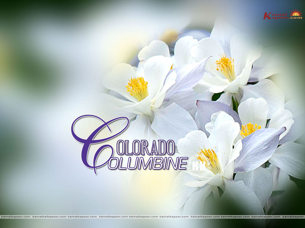 Colorado Columbine Wallpaper